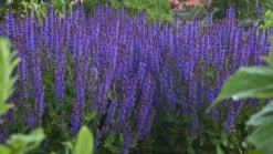 Evening Attire - Salvia Fashionista® - Meadow Sage - Quart Pot