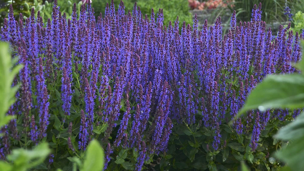 Evening Attire - Salvia Fashionista® - Meadow Sage - Quart Pot