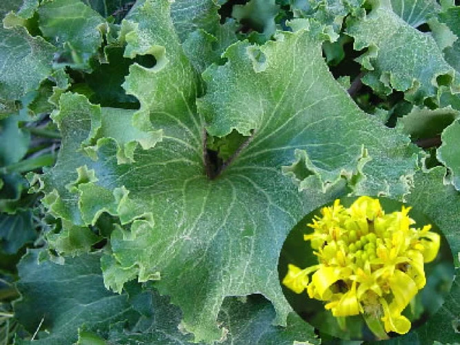Crested Leopard Plant - Farfugium Crispata - 5" Pot - Image 2