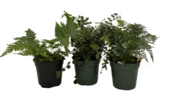 Fern Assortment - 3 Pack In 4" Pots