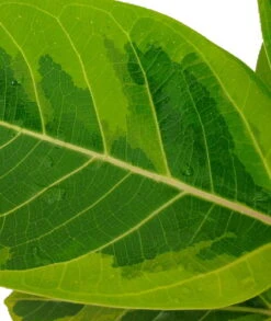 Golden Gem Rubber Tree Plant - Ficus Altissima - 4" Pot