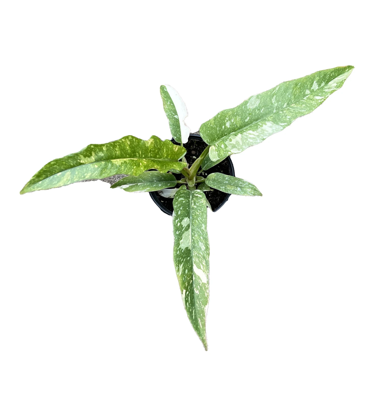 Rarest In The World! Ring Of Fire Philodendron - 4" Pot