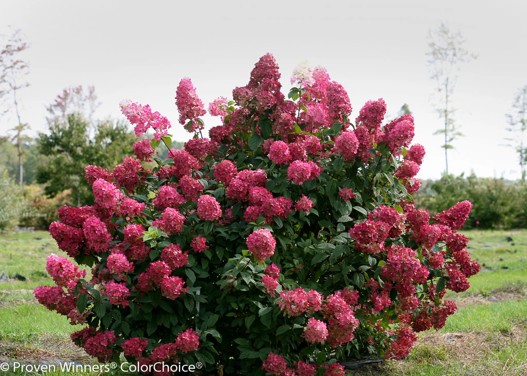 FIRE LIGHT® Hydrangea Paniculata - 4" Pot - Proven Winners - Image 3