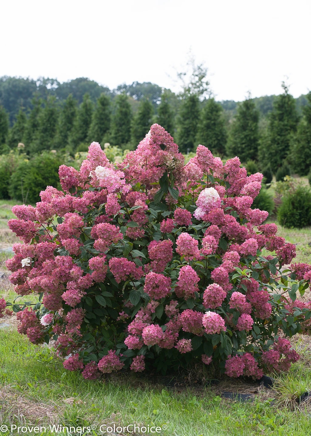 FIRE LIGHT® Hydrangea Paniculata - 4" Pot - Proven Winners - Image 4