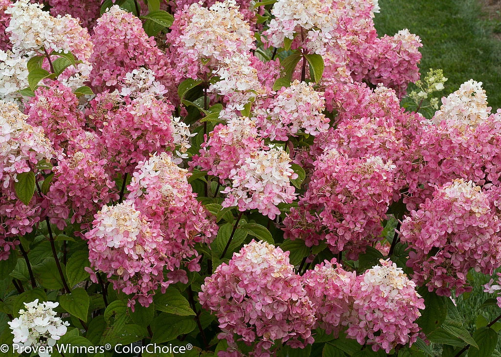 FIRE LIGHT® Hydrangea Paniculata - 4" Pot - Proven Winners - Image 2