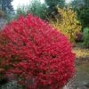 Fire Ball® Euonymus Alatus 'Select' - Burning Bush - Proven Winners- 4'' Pot