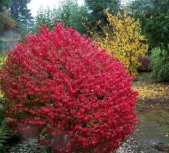 Fire Ball® Euonymus Alatus 'Select' - Burning Bush - Proven Winners- 4'' Pot