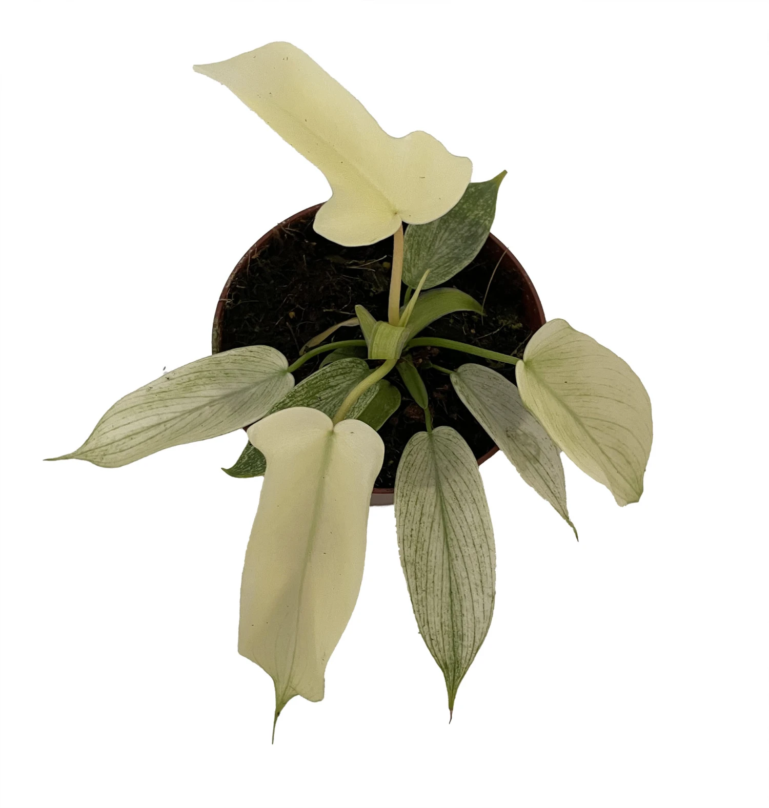 Rare Florida Ghost Philodendron - 4" Pot - Collector's Series - Image 2