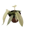 Rare Florida Ghost Philodendron - 4" Pot - Collector's Series