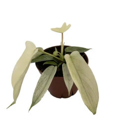 Rare Florida Ghost Philodendron - 4" Pot - Collector's Series