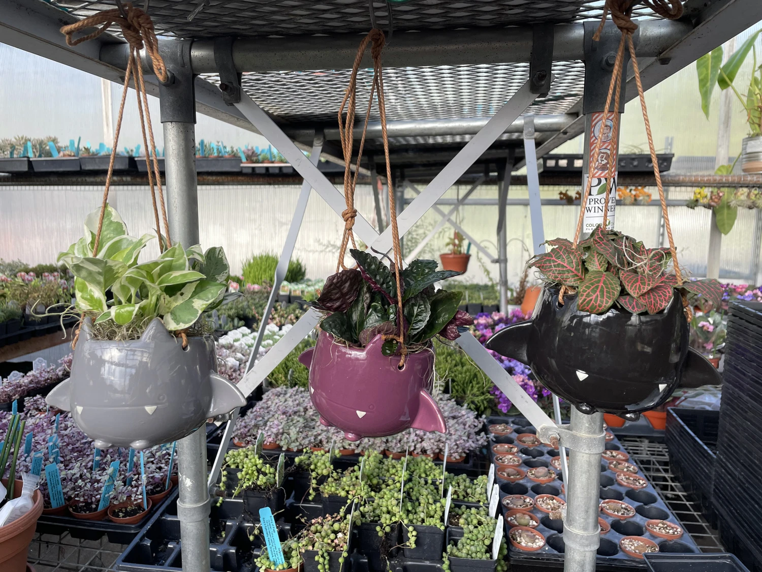 Fang Von Batula Halloween Planter & House Plant -4" Hangable Purple Ceramic Pot - Image 2