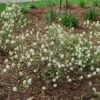 LEGEND OF THE SMALL™ Bottlebrush - Fothergilla X Intermedia PPAF - 4" Pot