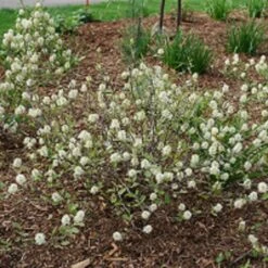 LEGEND OF THE SMALL™ Bottlebrush - Fothergilla X Intermedia PPAF - 4" Pot