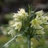 Cream Colored Imperial Lily 1 Bulb - Fritillaria Raddeana - 16/+cm Bulb