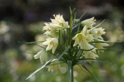 Cream Colored Imperial Lily 1 Bulb - Fritillaria Raddeana - 16/+cm Bulb