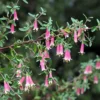 Dusky Bells Fuchsia Correa - Australian Red Fuchsia - 5" Pot