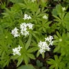 Sweet Woodruff Perennial Plant - Galium-Herb/Groundcover - Gallon Pot