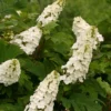 Gatsby Gal™ Oakleaf Hydrangea - 4'' Pot - Proven Winners