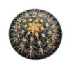 Golden Barrel Cactus - Echinocactus Grusonii - 6" Pot