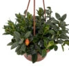 Magnot Goldfish Plant - Nematanthus - 6" Hanging Basket - Blooms Frequently!