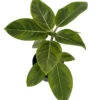 Golden Gem Rubber Tree Plant - Ficus Altissima - 6" Pot