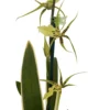 Gilded Urchin Ontario Orchid - Brassidium - 4" Pot - Collector Orchids