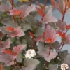 GINGER WINE® Ninebark - 4" Pot - Physocarpus - Proven Winners