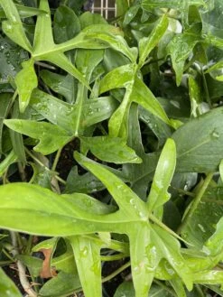 Glad Hands Philodendron - Pedatum - 4" Pot