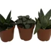 Rare Glass Haworthia Collection 3 Plants - Easy To Grow - 2" Pots