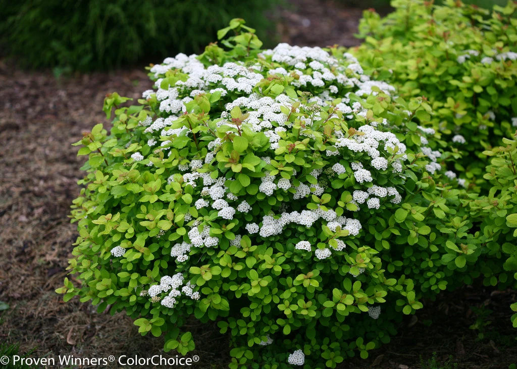 GLOW GIRL® Spiraea - Lemon/Lime Foliage - Proven Winners - 4" Pot - Image 2