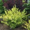 CESKY GOLD® - Golden Treasure Dwarf Birch - 4" Pot - Betula - Proven Winners