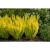 SUNJOY GOLD PILLAR® Berberis - Outside Or Bonsai - Proven Winners - 4" Pot