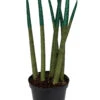 Make-Upz Glitter Green Bamboo Shoots Snake Plant - Sansevieria - 6" Pot