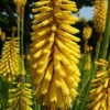 Glowstick Yellow Hot Poker - Kniphofia Uvaria - Perennial Plant - Gallon Pot