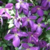 Happy Jack® Purple Clematis - 4" Pot - Proven Winners