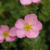 HAPPY FACE HEARTS® Potentilla - 4" Pot - Proven Winners