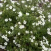White Happy Face® Bush Cinquefoil - Potentilla - Pure White - Proven Winners