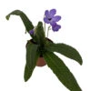 Hara No Mizu Streptocarpus - 2.5" Pot - Collector's Series