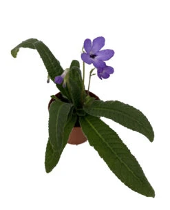 Hara No Mizu Streptocarpus - 2.5" Pot - Collector's Series