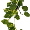 Hawaiian Devil's Ivy - Pothos - 4" Mini Hanging Basket