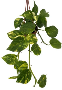 Hawaiian Devil's Ivy - Pothos - 4" Mini Hanging Basket