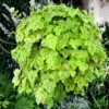 Yellowstone Falls Heucherella - Shade Perennial - Gallon Pot