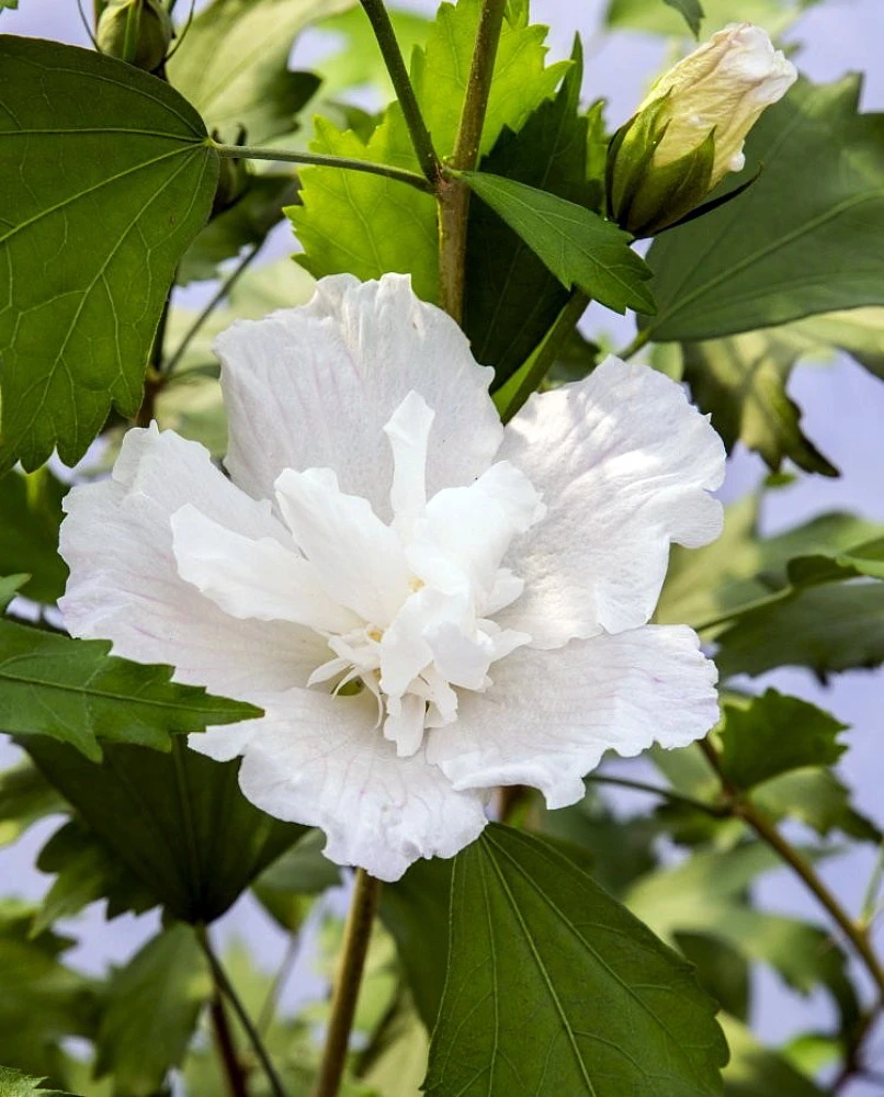 White PillarĀ® Hibiscus - 4" Pot - Rose Of Sharon - Proven Winners