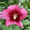 Red Pillar™ Rose Of Sharon - Hibiscus Syriacus - Proven Winners - 4" Pot