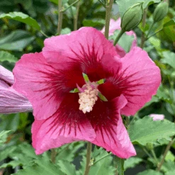 Red Pillar™ Rose Of Sharon - Hibiscus Syriacus - Proven Winners - 4" Pot