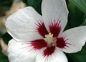 Lil' Kim® - Rose Of Sharon - Hibiscus Syriacus - 4" Pot - Proven Winners