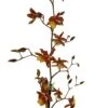 Sunny Daze Hilo Bay Orchid - Oncidium - 4" Pot - Collector Orchids