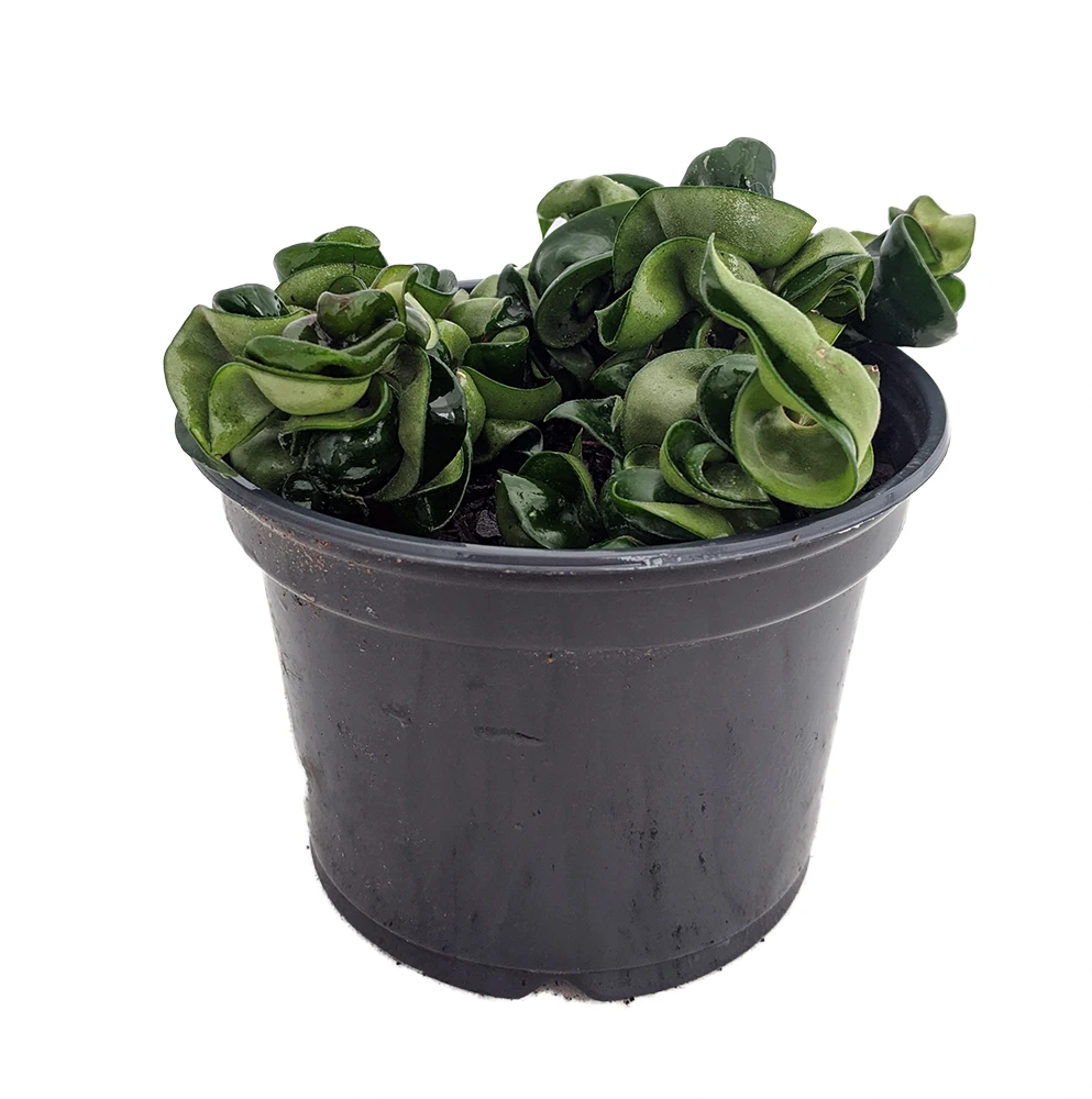 Indian Hindu Rope Plant - Hoya Carnosa Compacta - 6" Pot - Image 2