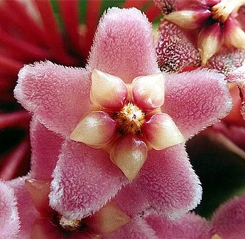 Indian Hindu Rope Plant - Hoya Carnosa Compacta - 6" Pot - Image 5
