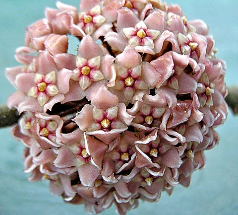 Indian Hindu Rope Plant - Hoya Carnosa Compacta - 6" Pot - Image 4